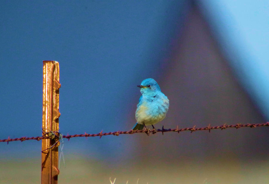 A little blue bird Photograph by Jeff Swan