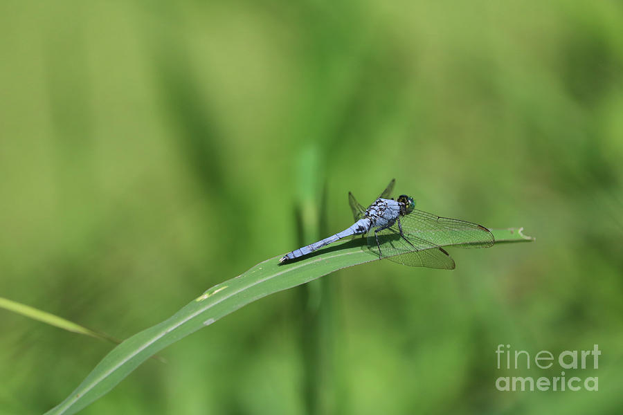 A Little Blue Dragonfly in a Sea of Green Photograph by Carol Groenen