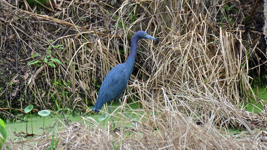 A Little Blue in a Green Swamp Photograph by Carol Bradley