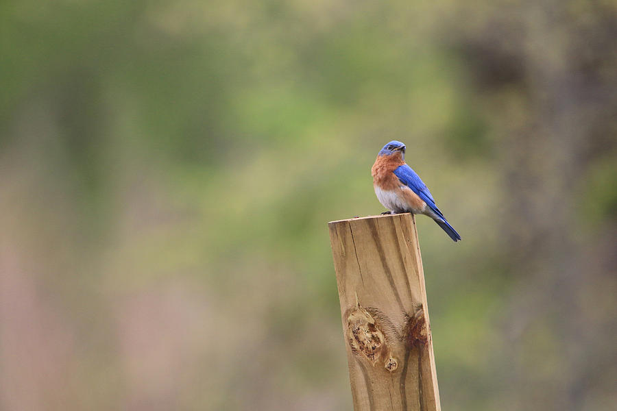 A Little Bluebird Photograph by Living Color Photography Lorraine Lynch