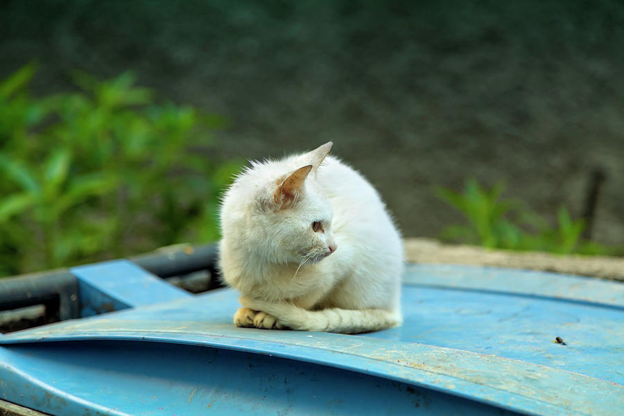 A Little Cat Is Sitting On A Blue Dustbin Photograph by Gina Koch