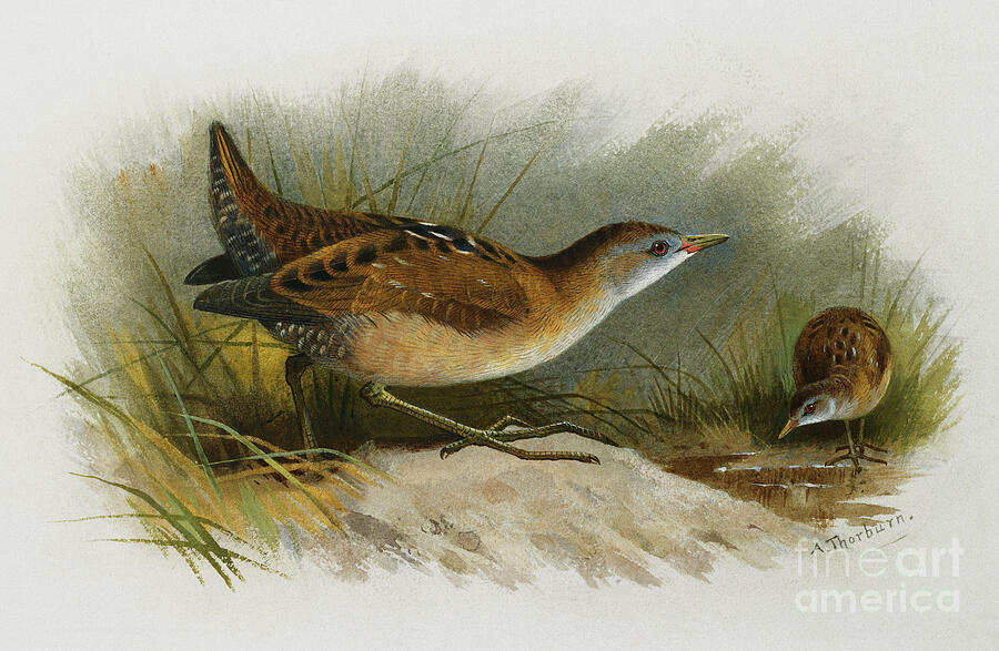 A Little Crake by Archibald Thorburn Painting by Archibald Thorburn