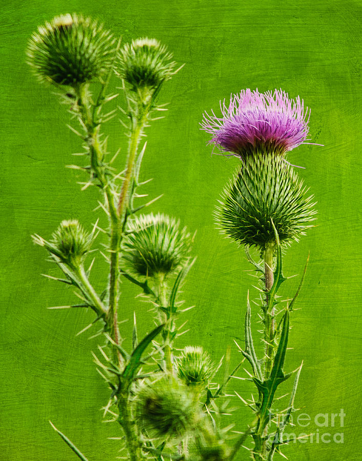 Plant Photograph - A Little Dot Of Purple by Gaby Swanson Plant Photograph - A Little Dot Of Purple by Gaby Swanson