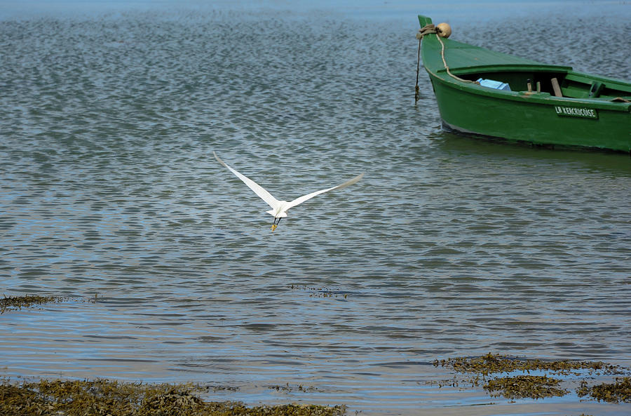 little egret boat tours