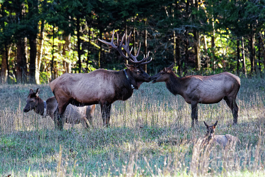 A Little Elk Love Photograph by Paul Mashburn