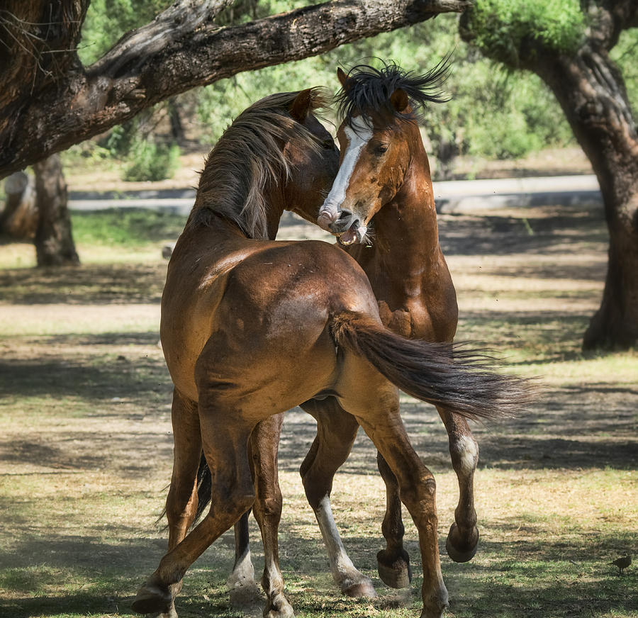Wildlife Photograph - A Little Horse Play  by Saija Lehtonen