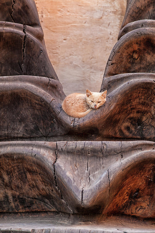 A little kitten with red pelt is laying very relaxed in an artwork Photograph by Gina Koch
