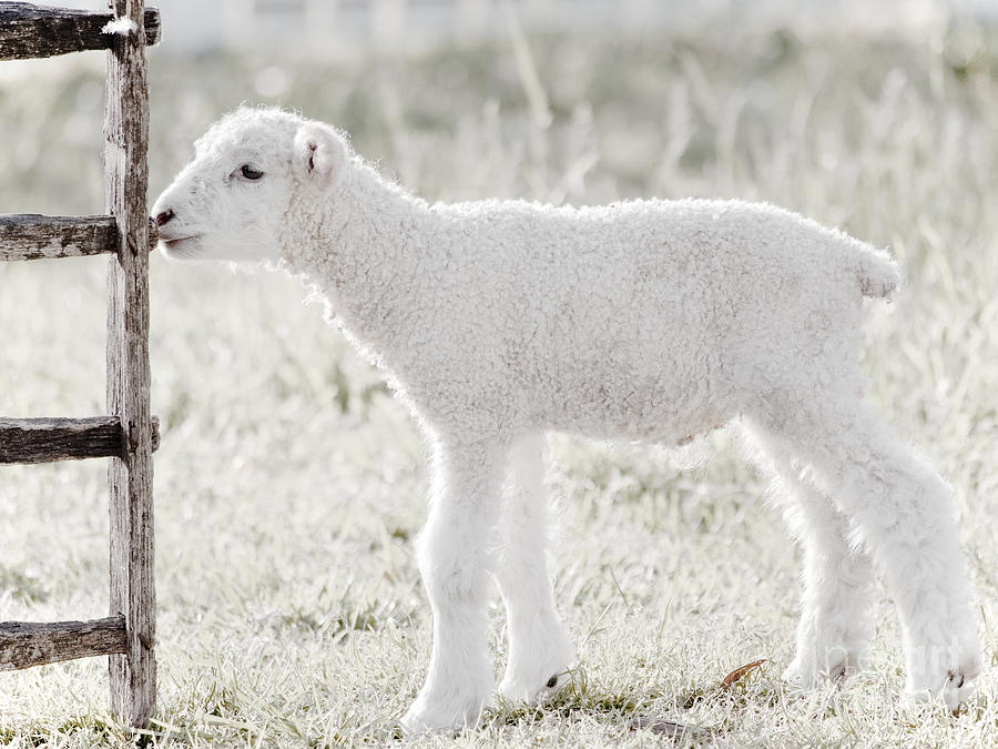 A Little Lamb Photograph