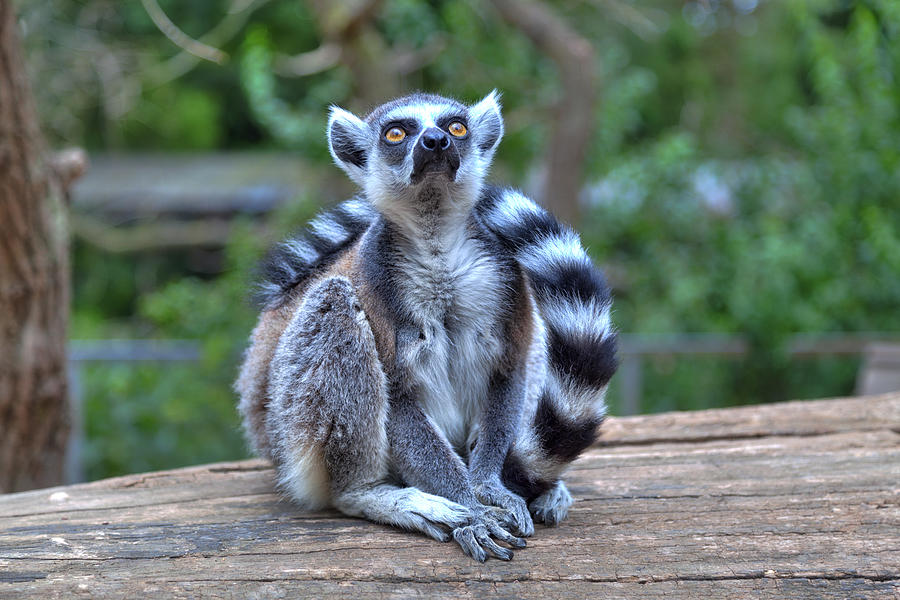 A Little Lemur With A Long Striped Tail Photograph by Gina Koch