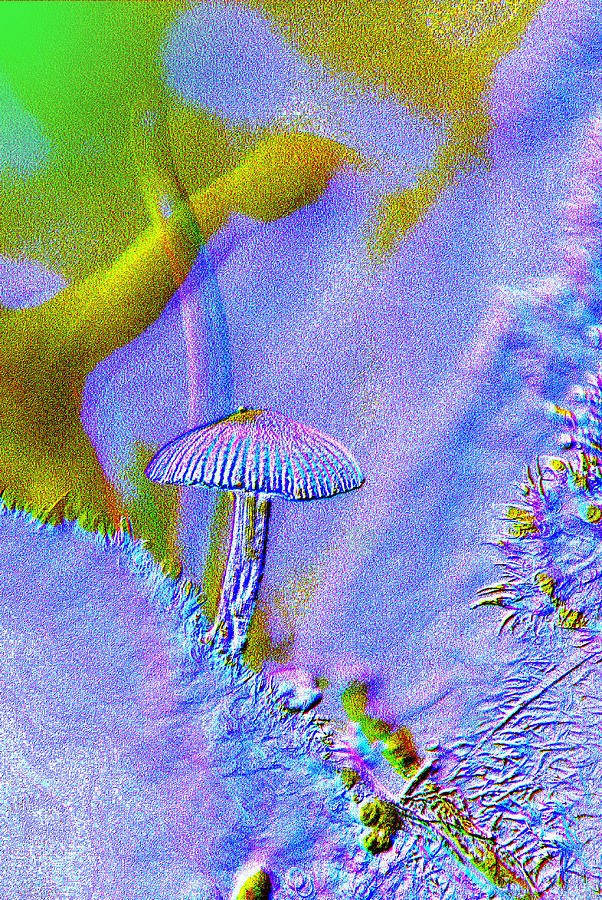 A Little Mushroom  Photograph by Jeff Swan