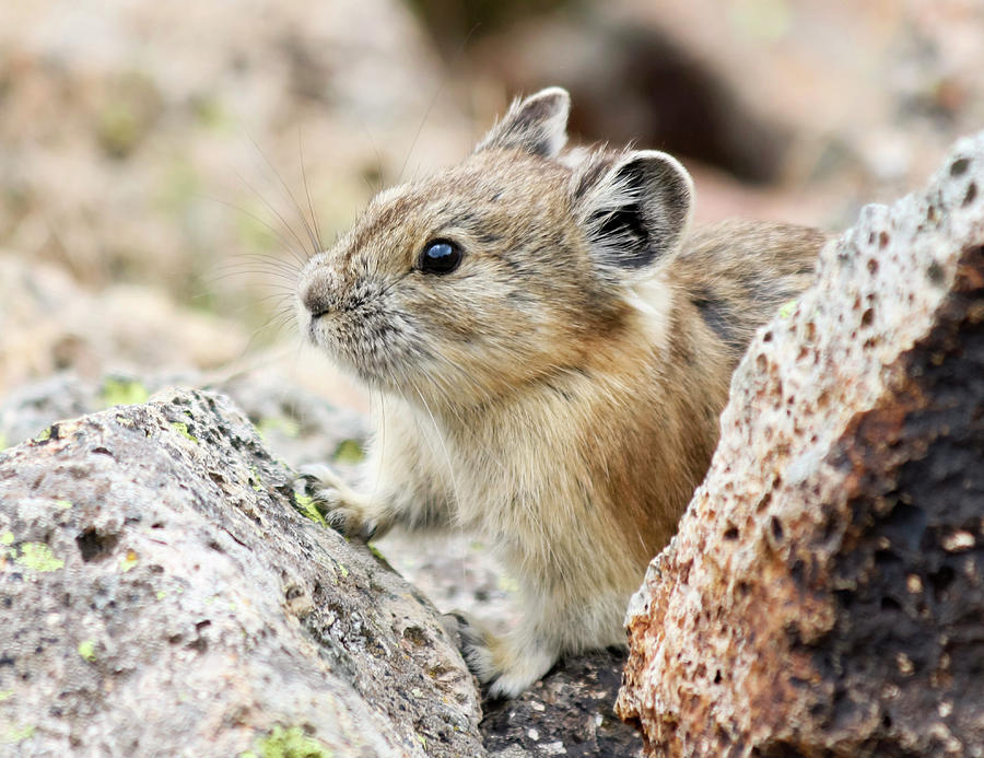 A Little Pika Peers Out From The Alpine Talus Photograph