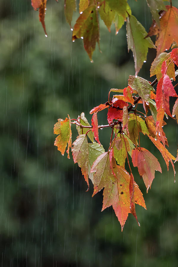 A Little Rain Must Fall Photograph by Terry DeLuco