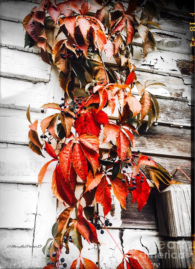 Fall Photograph -  A Little Bit Of Red by MaryLee Parker