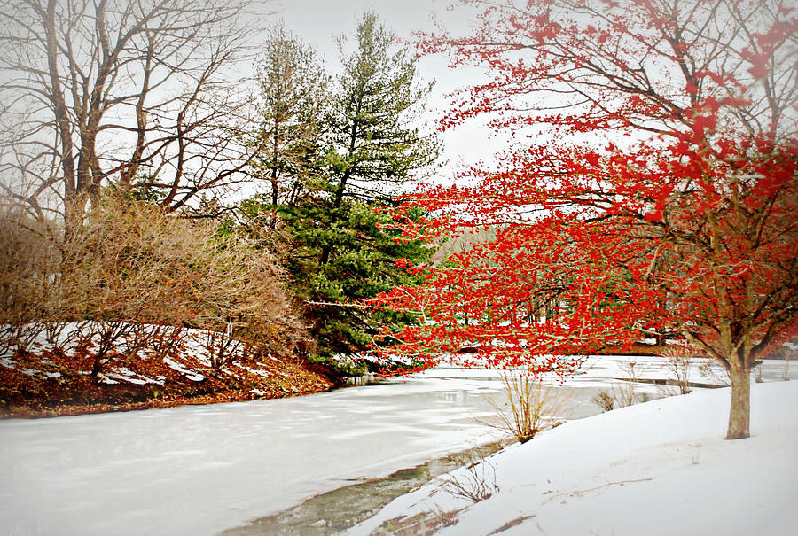 A Little Red on White Photograph by Diana Angstadt