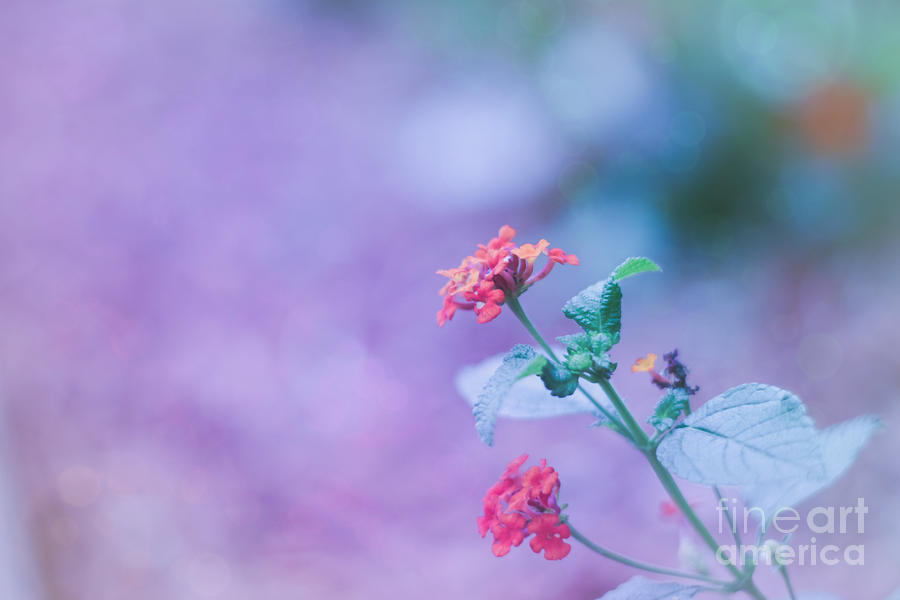 A little softness, A little color - Macro Flowers Photograph by Adrian De Leon Art and Photography