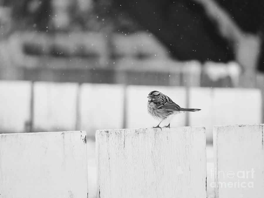 A Little Sparrow in the Snow Photograph by Rachel Morrison