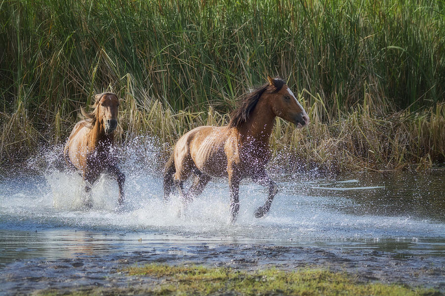 A Little Splish Splash  Photograph by Saija Lehtonen