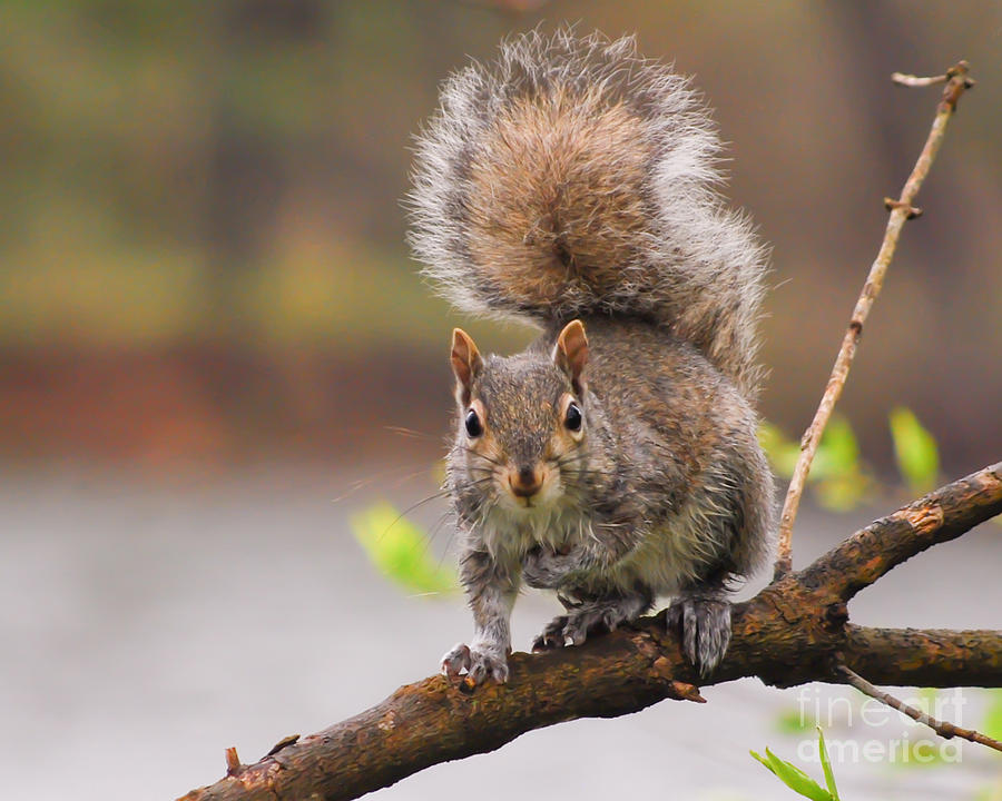 A Little Squirrely Photograph by Kerri Farley