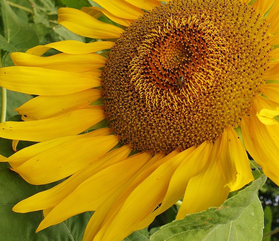 Sunflower Photograph - A Little Sunshine by Bruce Bley