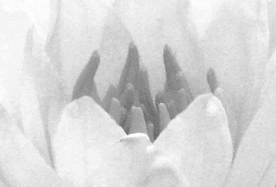A Little Touch Of Gray - Water Lily - BW - Water Paper Photograph by Pamela Critchlow