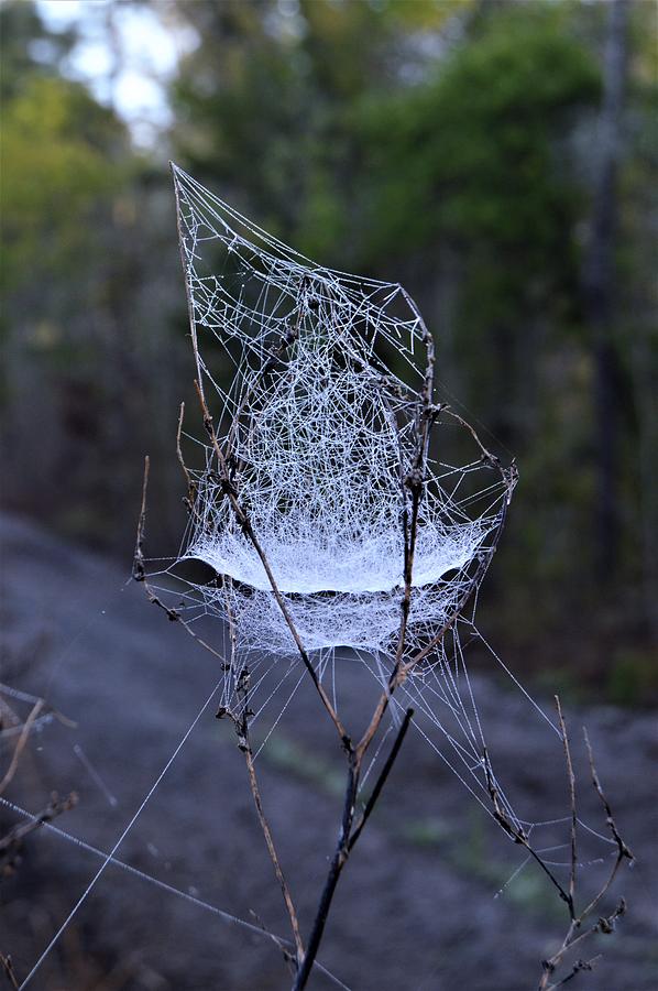 A Little Web of Beauty  Photograph by Warren Thompson