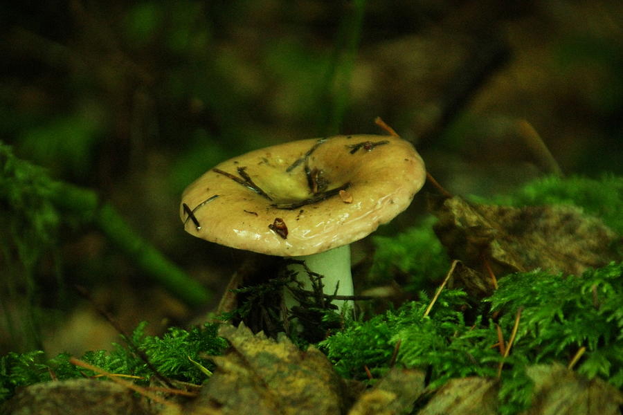 A little wet mushroom Photograph by Jeff Swan