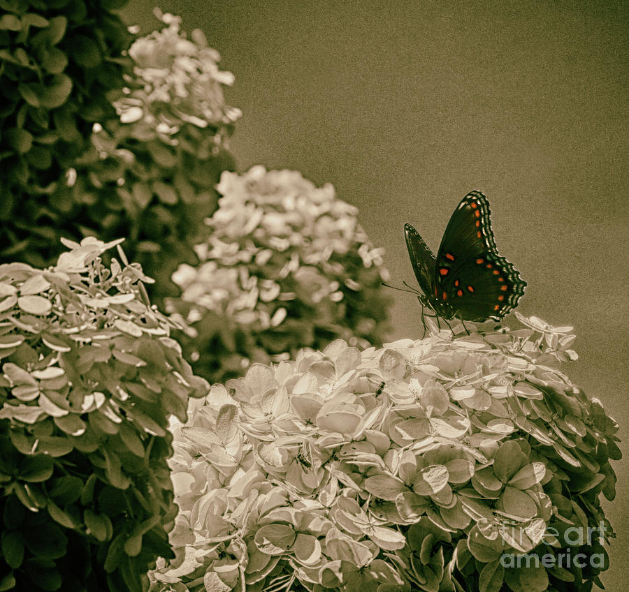 Butterfly Photograph - A Living Monarch  by Steven Digman