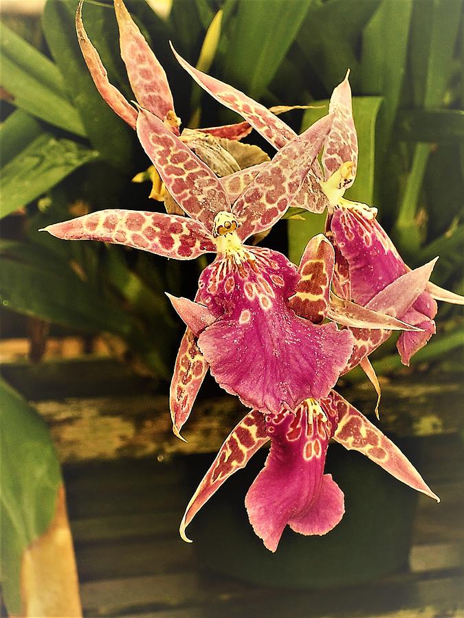A Living Orchid looks like animal print doesnt it so beautiful Photograph by Victoria Beasley - Fine Art America A Living Orchid looks like animal print doesnt it so beautiful Photograph by Victoria Beasley - Fine Art America