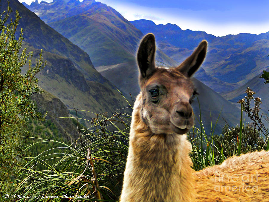 Farm Photograph - A Llama In The Cajas In Ecuador by Al Bourassa