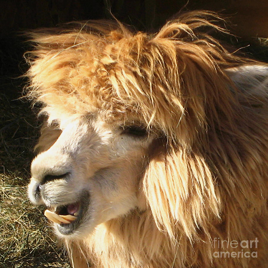 IS THERE A DENTIST IN THE HOUSE Humorous Llama Wall Art Photograph by Carol F Austin