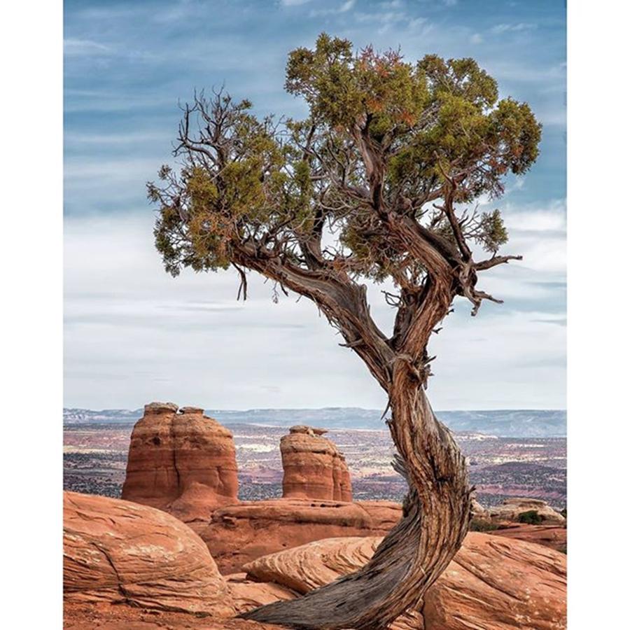 Nature Photograph - A Loan Tree In Arches, Utah. 
#amazing by Michael Ash