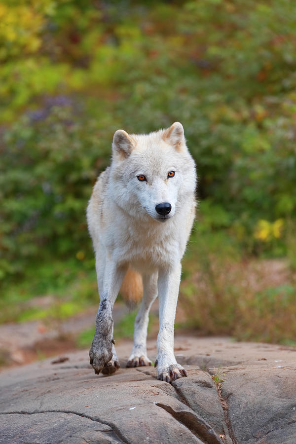 A lone Arctic wolf Photograph by Josef Pittner