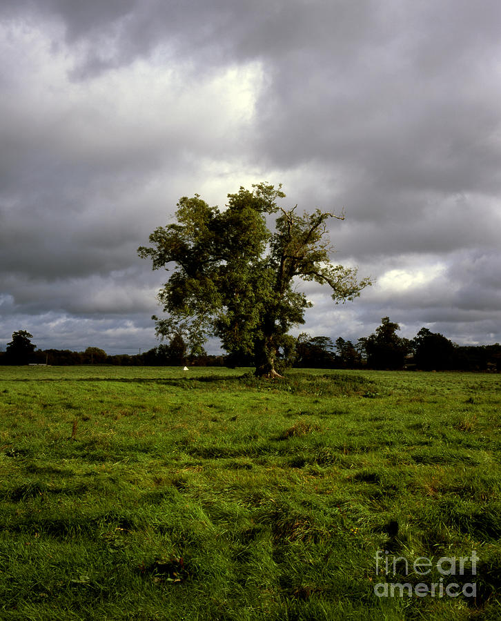 A lone Ash tree marking part of the site of The Battle of The Boyne ...