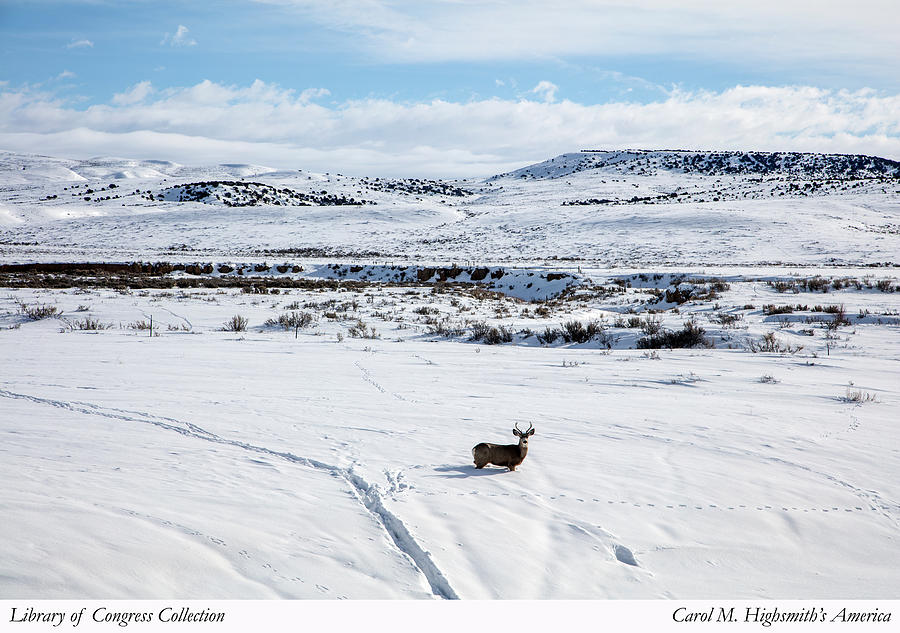 A lone buck deer in Carbon County, Wyoming Photograph by Carol M Highsmith
