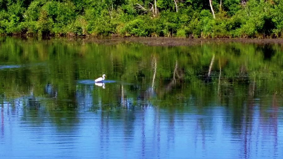 A Lone Egret on Honeysuckle Pond Photograph by Stacie Siemsen