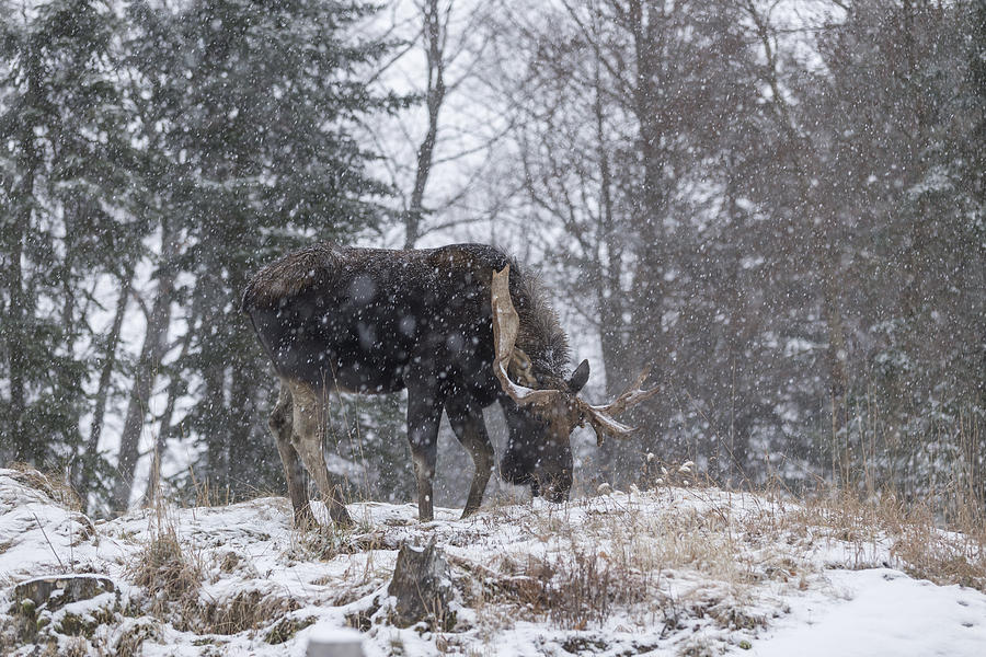 A lone moose feeding in a snow storm  Photograph by Josef Pittner