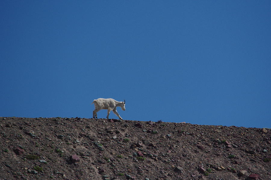 A Lone Mountain Goat On A Ridgeline Photograph