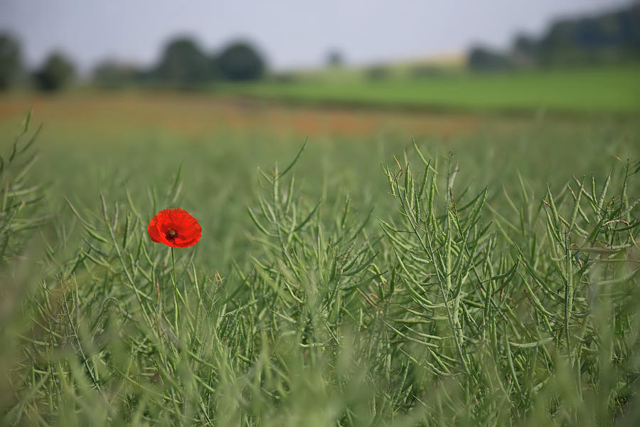 A Lone Poppy Photograph by Pete Walkden
