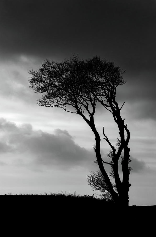 A lone tree at Horns Cross Photograph by Pete Hemington