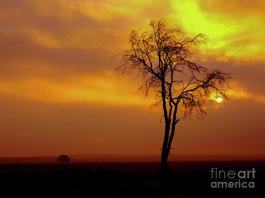 A lone tree at sunset Photograph by Ezra Zahor