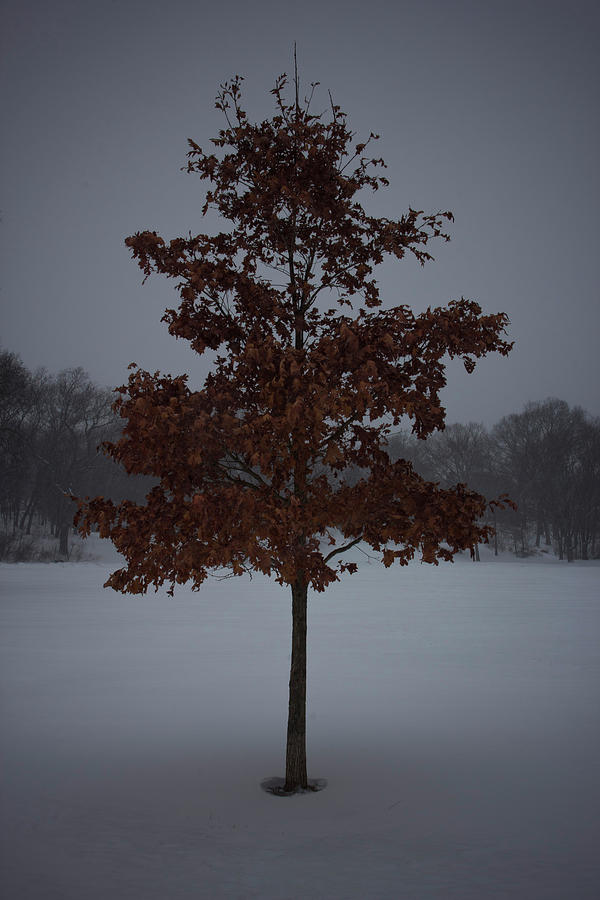 Tree Photograph - A Lone Tree by Christopher Di Nunzio Tree Photograph - A Lone Tree by Christopher Di Nunzio