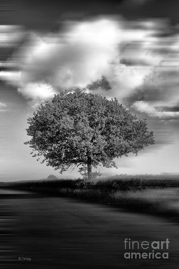 A Lone Tree in the Meadows Photograph by Rene Triay FineArt Photos