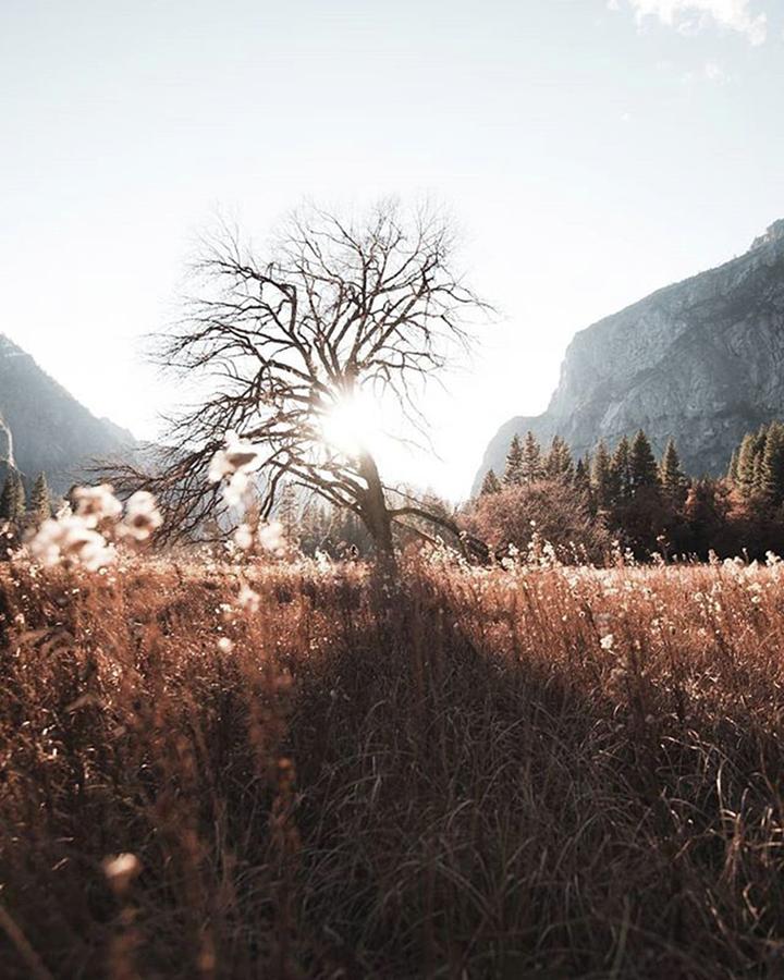 Lonepine Photograph - A Lone Tree Stands Watch Over Yosemite by Jesse L