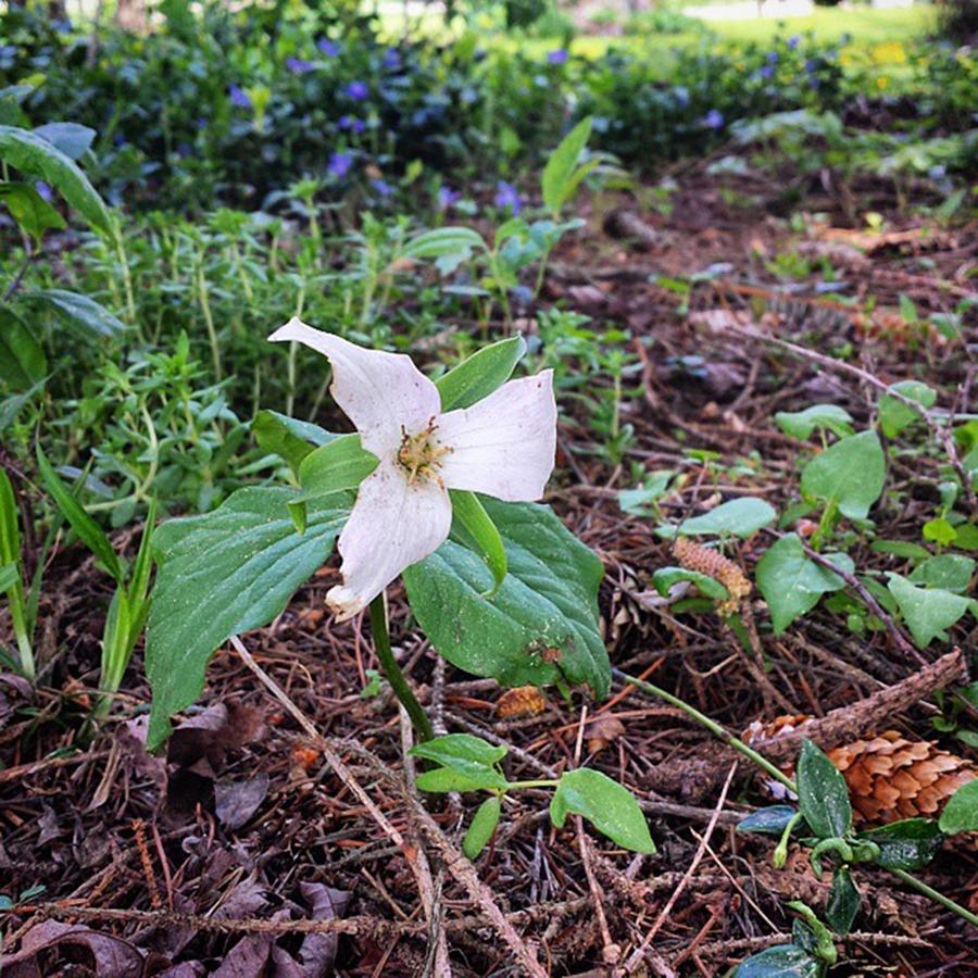 A Lone Trillium Growing In The Yard Photograph by Lars Lentz