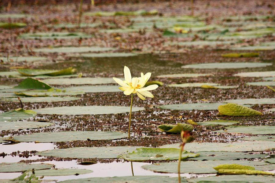 A Lone Water Lily Photograph by Sheila Brown