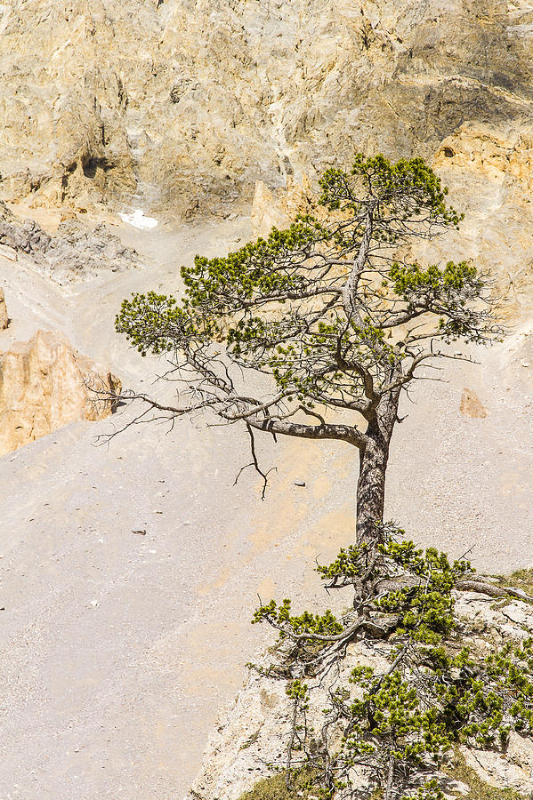 A lonely pine - 1 Photograph by Paul MAURICE