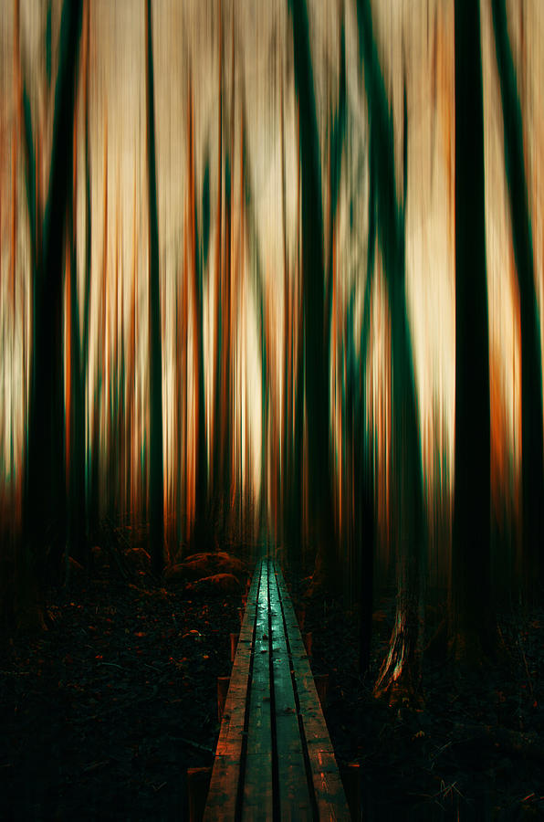 Tree Photograph - A long path by Hendrik Mandla