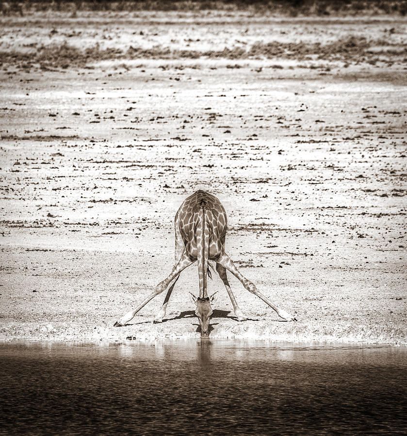 A Long Way To Go For A Drink - Black and White Giraffe Photograph Photograph by Duane Miller