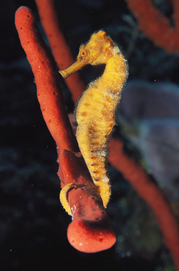 A Longsnout Seahorse, Hippocampus Photograph by Bill Curtsinger