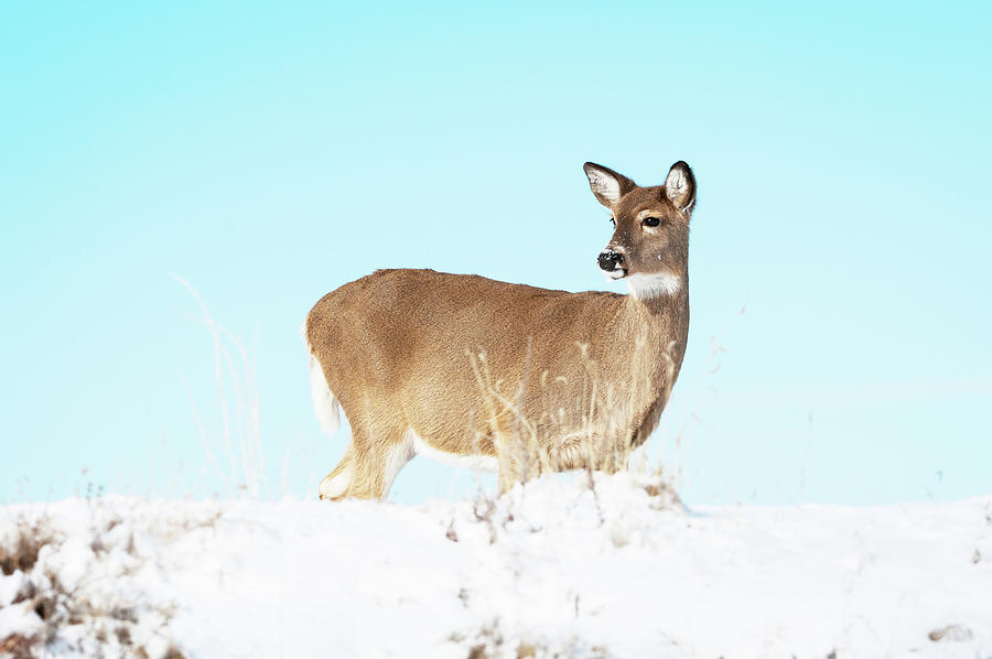 A lonley Deer in Snow Photograph by Catherine Lau